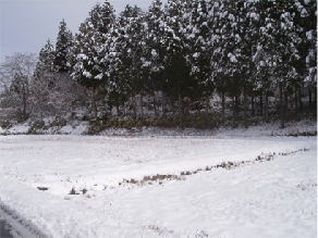 １月。雪の下で土着菌が冬眠中